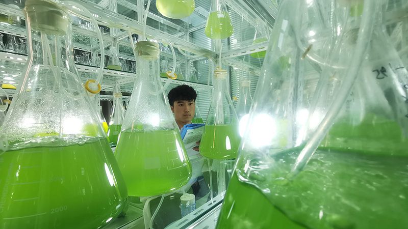 饲料用酶：揭秘其分类与重要作用**